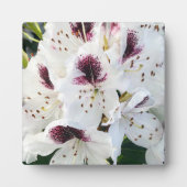 Calsap Rhododendrons Fotoplatte (Vorderseite)