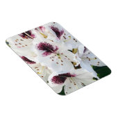 Calsap Rhododendrons Magnet (Rechte Seite)