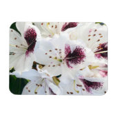 Calsap Rhododendrons Magnet (Horizontal)