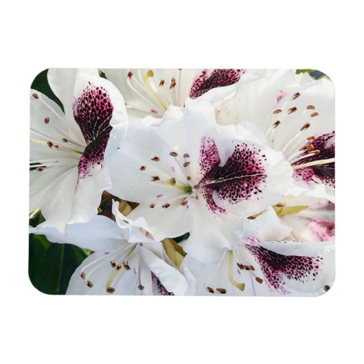 Calsap Rhododendrons Magnet (Horizontal)