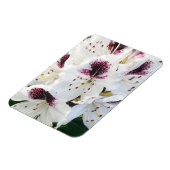 Calsap Rhododendrons Magnet (Linke Seite)