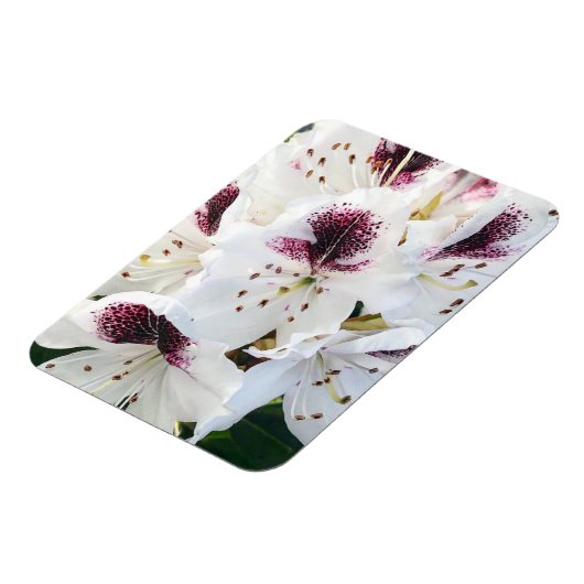 Calsap Rhododendrons Magnet (Linke Seite)