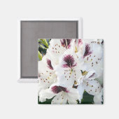 Calsap Rhododendrons Magnet (Vorderseite/Rückseite)