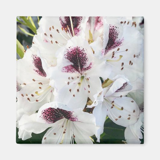 Calsap Rhododendrons Magnet (Vorne)