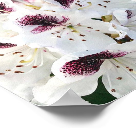 Calsap Rhododendrons Poster (Ecke)
