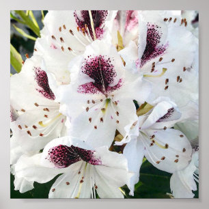 Calsap Rhododendrons Poster