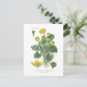 Caltha palustris (Marsh marigold) Postkarte (Stehend Vorderseite)