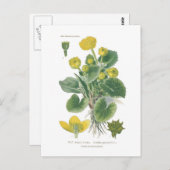 Caltha palustris (Marsh marigold) Postkarte (Vorne/Hinten)