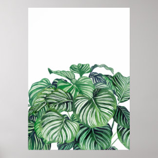 Calthea Orbifolia Poster