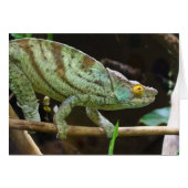 Calumma Parsonii (Vorderseite (Horizontal))