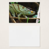 Calumma Parsonii (Vorne & Hinten)