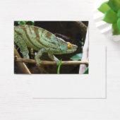 Calumma Parsonii (Schreibtisch)