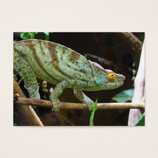 Calumma Parsonii (Vorderseite)