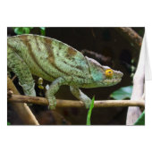 Calumma Parsonii (Vorderseite (Horizontal))