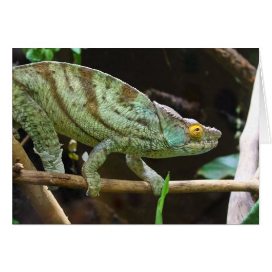 Calumma Parsonii (Vorderseite (Horizontal))