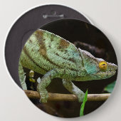 Calumma Parsonii Button (Vorne & Hinten)