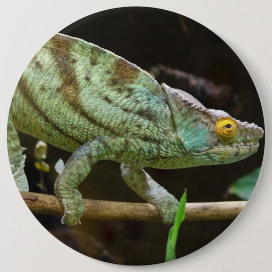 Calumma Parsonii Button (Vorderseite)