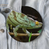 Calumma Parsonii Button (Beispiel)