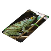 Calumma Parsonii Magnet (Linke Seite)