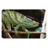 Calumma Parsonii Magnet (Horizontal)