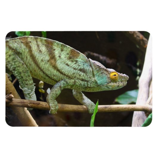 Calumma Parsonii Magnet (Horizontal)