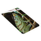 Calumma Parsonii Magnet (Rechte Seite)