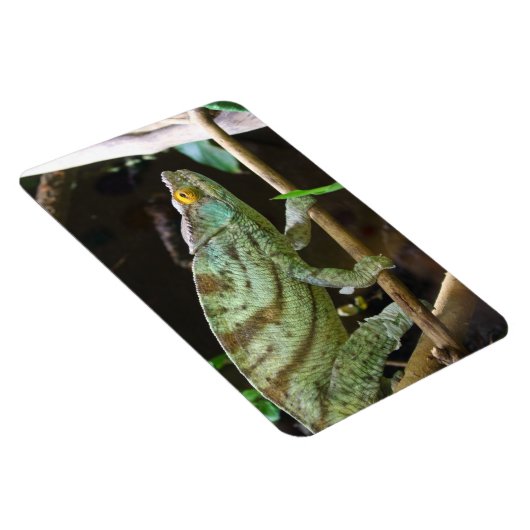 Calumma Parsonii Magnet (Rechte Seite)