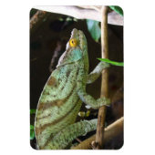 Calumma Parsonii Magnet (Vertikal)