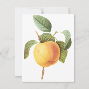 Calville Apfel von Pierre Redoute Einladung