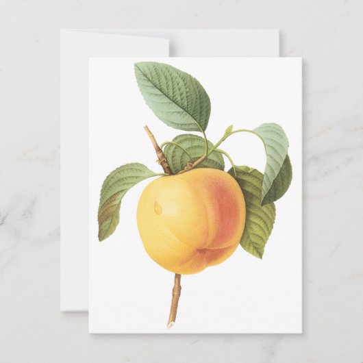 Calville Apple von Pierre Redoute Einladung (Vorderseite)