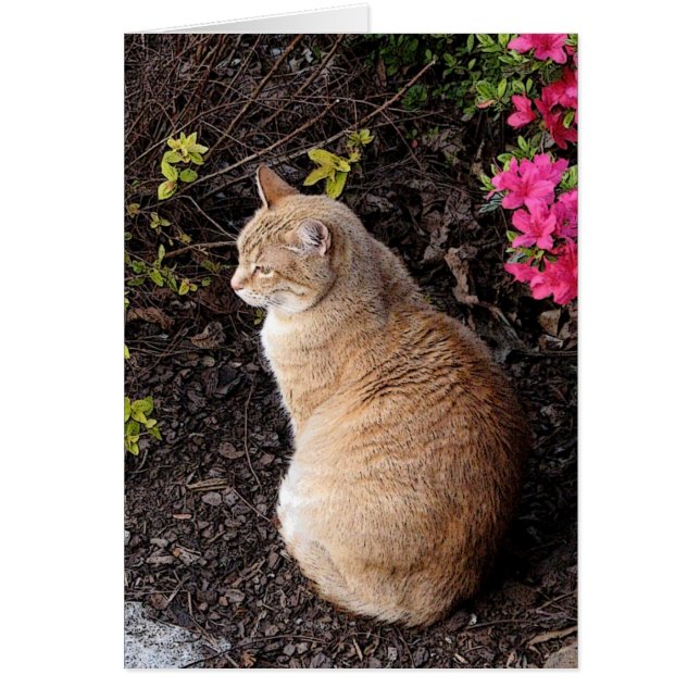 Calvin im Garten (Vorne)