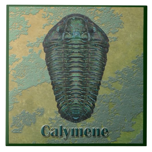 Calymene Niagarensis Fossil Trilobit Fliese (Vorderseite)
