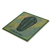 Calymene Niagarensis Fossil Trilobit Fliese (Seite)