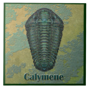 Calymene Niagarensis Fossil Trilobite Fliese