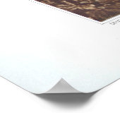 Calypso - Cytherea bulbosa Poster (Ecke)