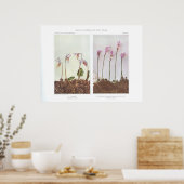 Calypso - Cytherea bulbosa Poster (Küche)