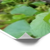 Calypso Orchid Poster (Ecke)