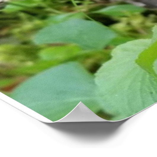 Calypso Orchid Poster (Ecke)