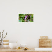 Calypso Orchid Poster (Küche)