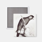 Calyptorhynchus Baudinii oder Baudins Cockatoo Magnet (Vorderseite/Rückseite)