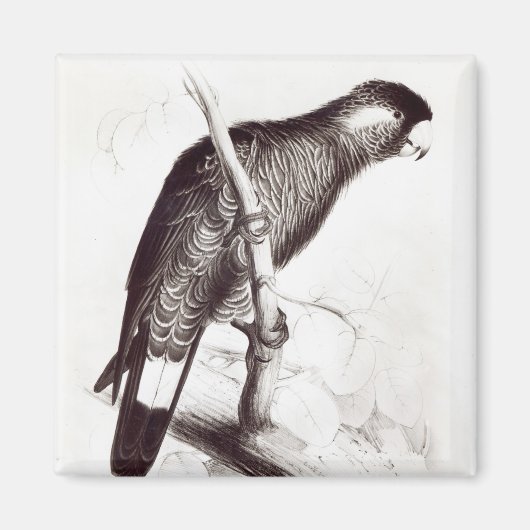 Calyptorhynchus Baudinii oder Baudins Cockatoo Magnet (Vorne)