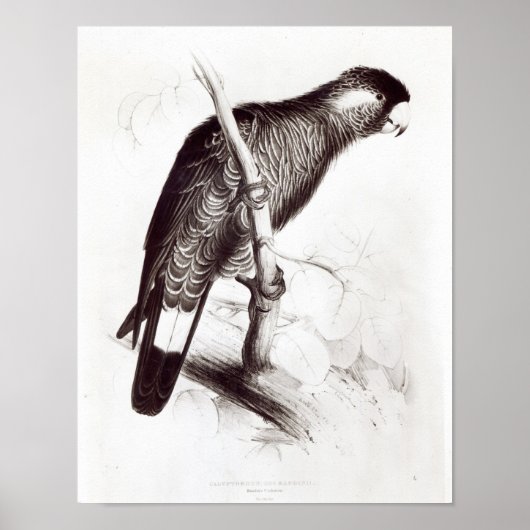 Calyptorhynchus Baudinii oder Baudins Cockatoo Poster (Vorne)