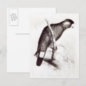 Calyptorhynchus Baudinii oder Baudins Cockatoo Postkarte (Vorne/Hinten)