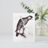 Calyptorhynchus Baudinii oder Baudins Cockatoo Postkarte (Stehend Vorderseite)