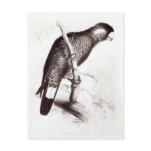 Calyptorhynchus Baudinii oder Baudins Cockatoo