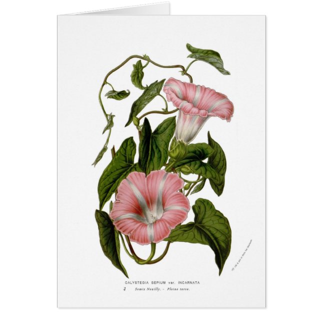 Calystegia sepium Sorten incarnata (Vorne)