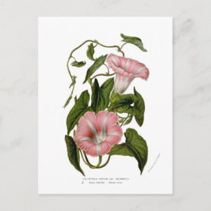 Calystegia sepium var. incarnata postkarte
