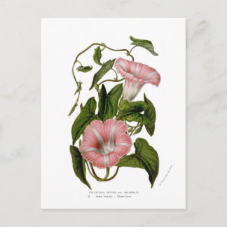 Calystegia sepium var. incarnata postkarte