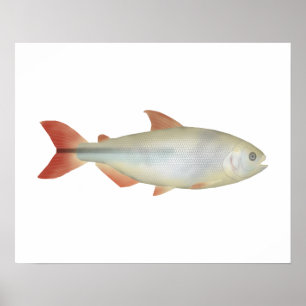 Camapuã Poster