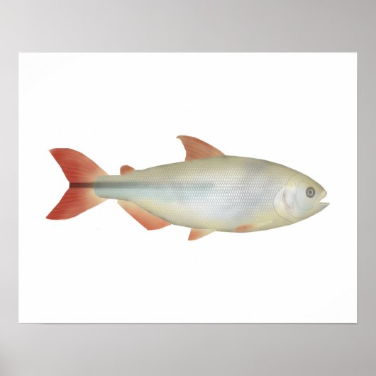 Camapuã Poster (Vorne)